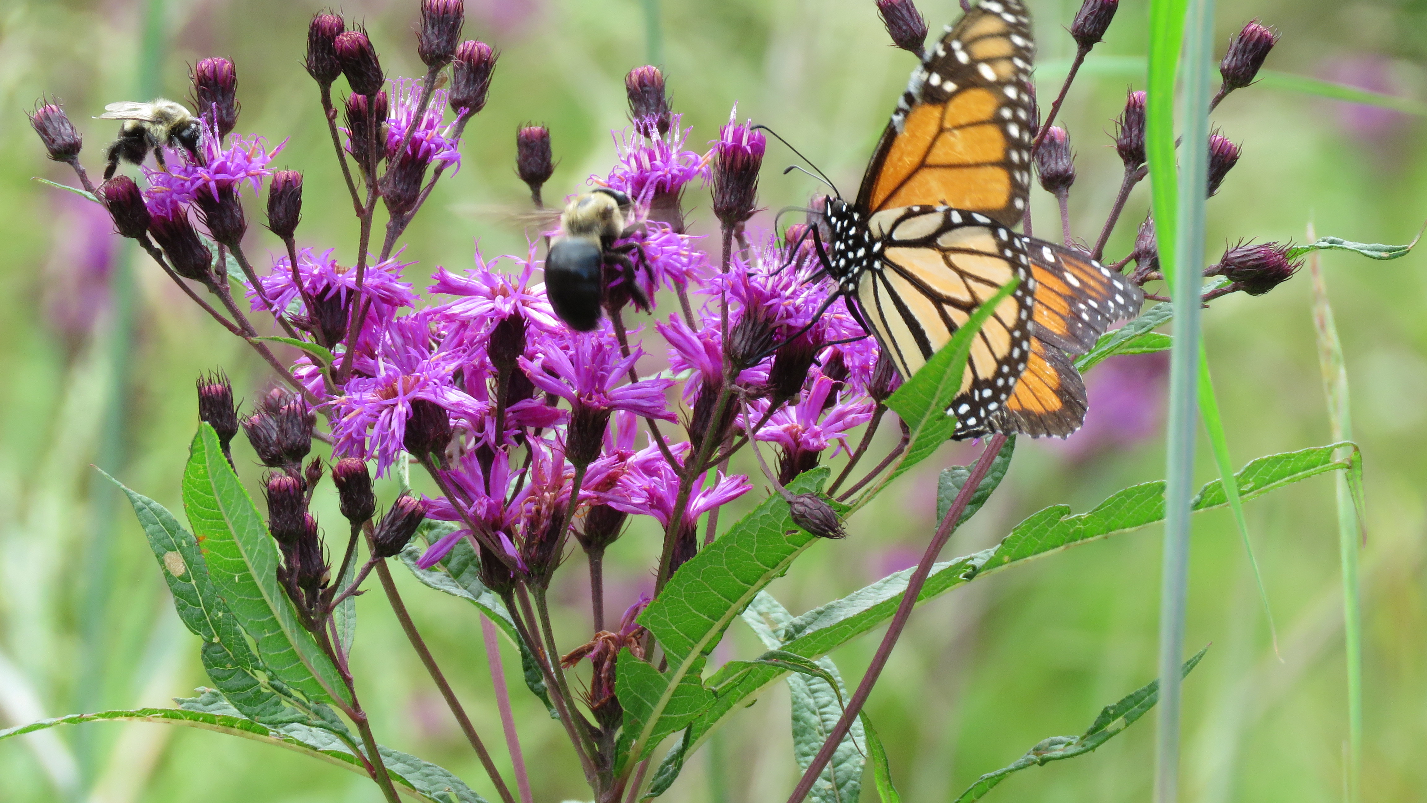 NY Ironweed with Monarch Butterfly and Carpenter Bee